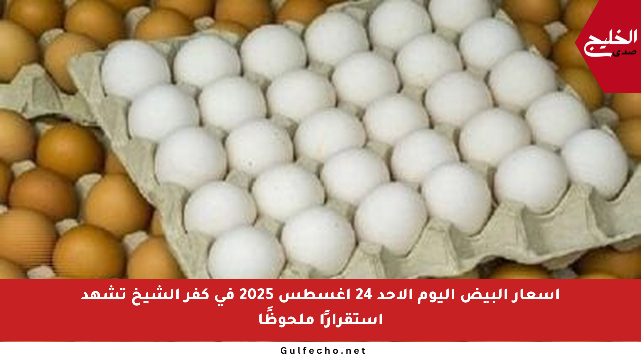 أسعار البيض اليوم الأحد 24 أغسطس 2025 في كفر الشيخ تشهد استقرارًا ملحوظًا